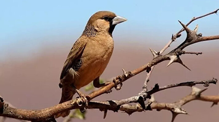 Philetairus socius kuşlarının apartman binalarına benzeyen yuvalarında 400 kadar kuş birlikte yaşar.