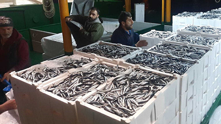 Kastamonu'nun Cide ilçesinde balıkçılar, yaklaşık beş bin kasa hamsiyle limana ulaştı.