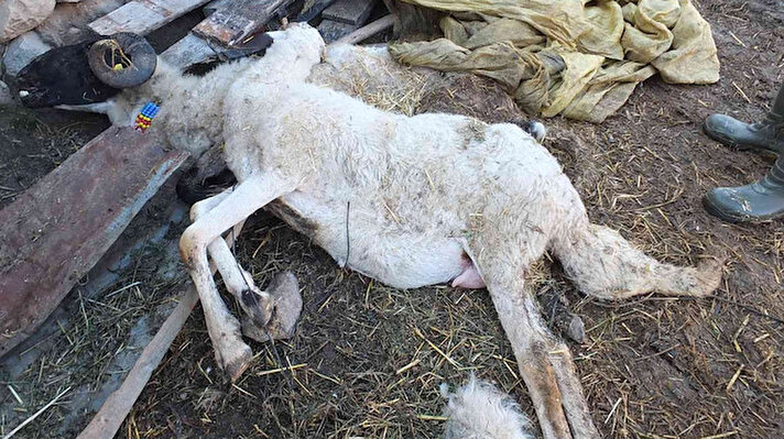 İlçeye 5 kilometre uzaklıktaki Börezli Mahallesinde Hakan Ata’ya ait koyun sürüsünde çiçek hastalığı çıktı. 