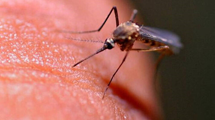 Aedes aegypti (A. aegypti) türü sivrisinekler sarıhumma, dang humması ve Zika virüsünün başlıca taşıyıcıları konumunda. Bu hayvanlar tropikal ve subtropikal bölgelerde yaygın şekilde bulunuyor. Hayvanların sayısı böcek ilaçlarıyla kontrol altında tutuluyor.