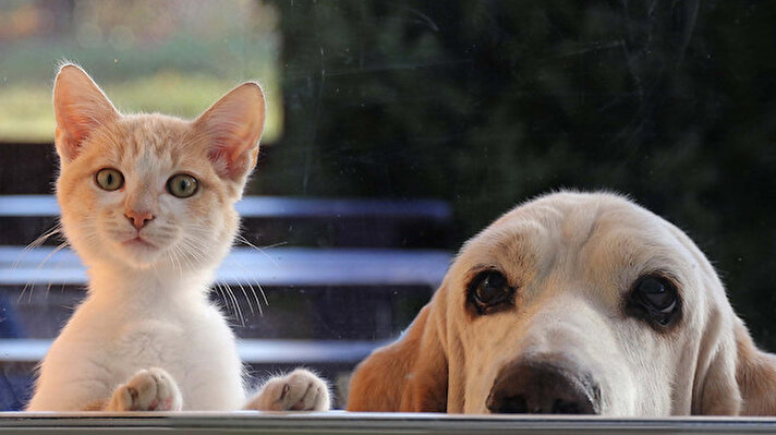 Evcil kedi, köpek ve gelinciklere mikroçip takılarak kimliklendirilip, kayıt altına alınması uygulamasında son tarih 31 Aralık.<br><br>