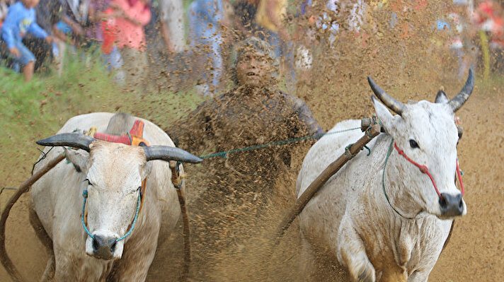 إندونيسيا.. سباق ثيران احتفالا بانتهاء موسم حصاد الأرز