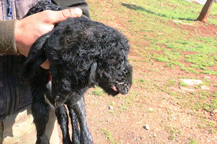 Fatih Mahallesi'nde besi çiftliği bulunan Mahmut Akar'a ait koyun çarşamba günü doğum sırasında öldü. 