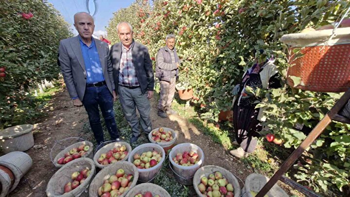 Türkiye'nin elma deposunda son hasat yapılıyor: Karaman'da elma hasadı: Elma'nın faydaları nelerdir? En güzel elma hangisi? | Türkiye Ekonomisi Haberleri