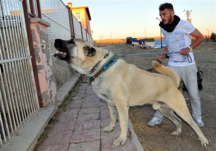 Калган собака фото Sivassporlu futbolcuların kangal keyfi Spor Haberleri