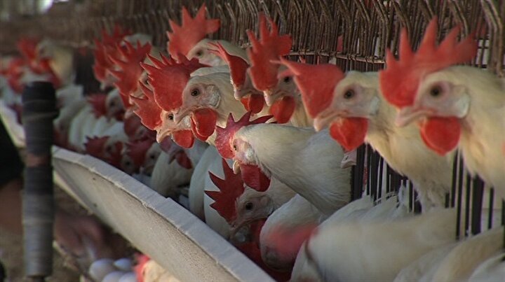 Turkiye Yi Yeniden Endiselendiren Kus Gribinden Korunmanin Yollari Turkiye Yi Yeniden Endiselendiren Kus Gribinden Korunmanin Yollari