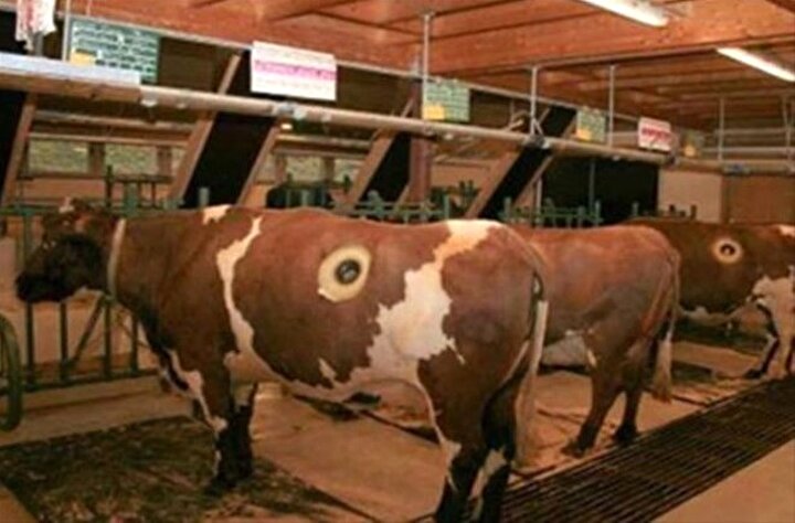 birkac litre fazla sut icin ineklere yapilan akil almaz yontem