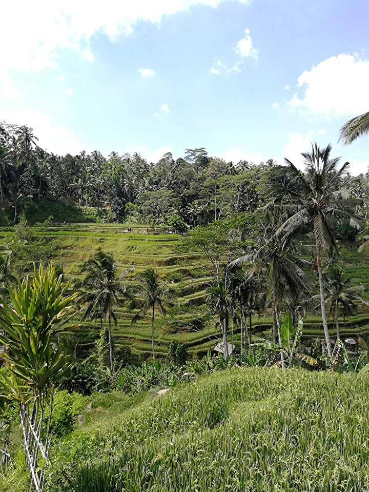 Bali, ziyaretçilerini yemyeşil doğasıyla karşılıyor. (Fotoğraf: Hatice Sarı Tan)