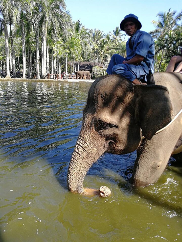 Bali'de filler, küçük yaşlardan itibaren sahipleriyle birlikte büyüyor. (Fotoğraf: Hatice Sarı Tan)