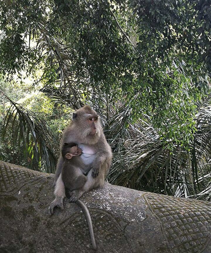 Maymunlar da tıpkı filler gibi, Bali'de her yerde karşınıza çıkıyor. (Fotoğraf: Hatice Sarı Tan)