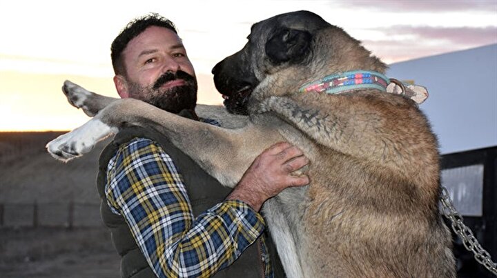 kangal artik bir dunya markasi