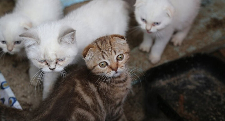 Almanya'da kedi sahiplerine vergi getirilebilir.