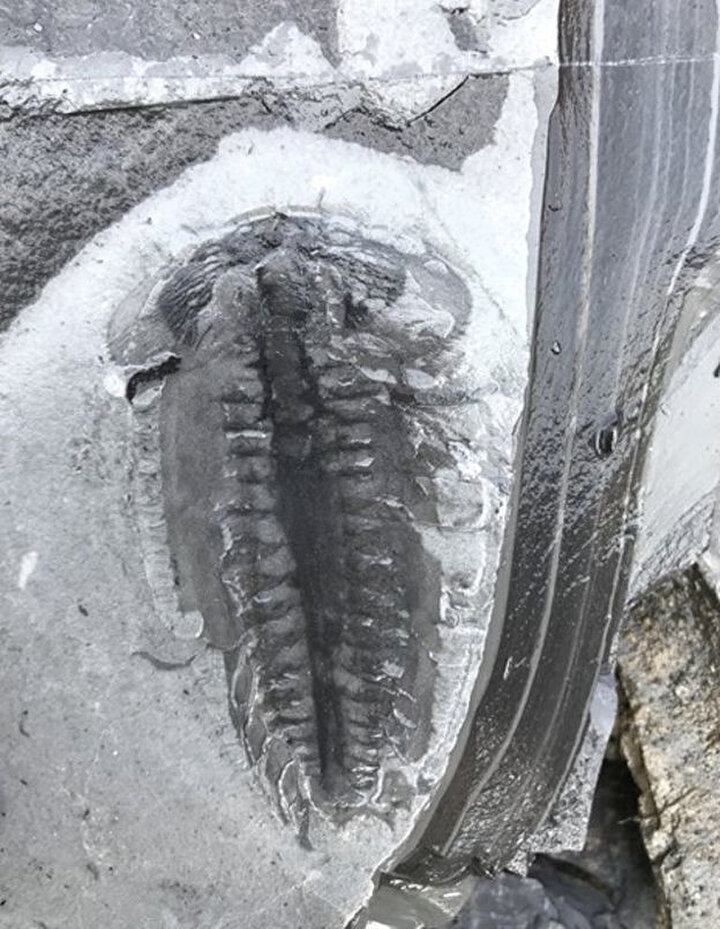 Bulunan fosillerin son 100 yılın en büyük keşiflerinden biri olduğu ifade ediliyor.