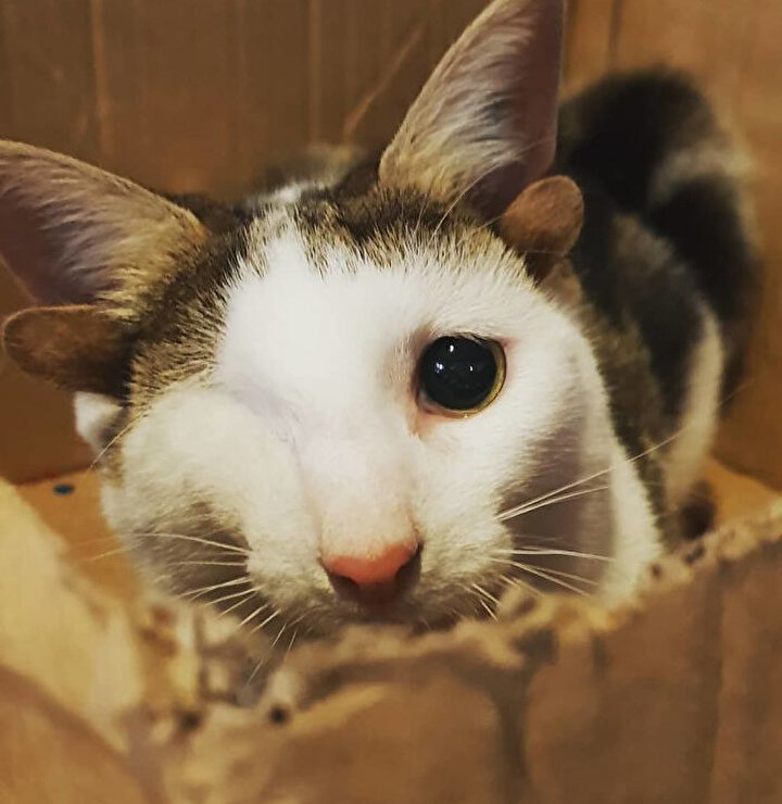 kedi kurtarilarak yeniden hayata tutundu