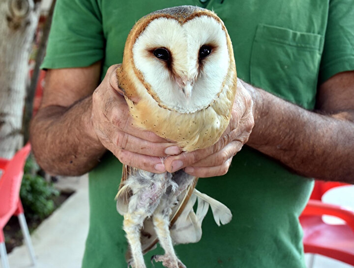 Peçeli baykuş doğaya bırakıldı