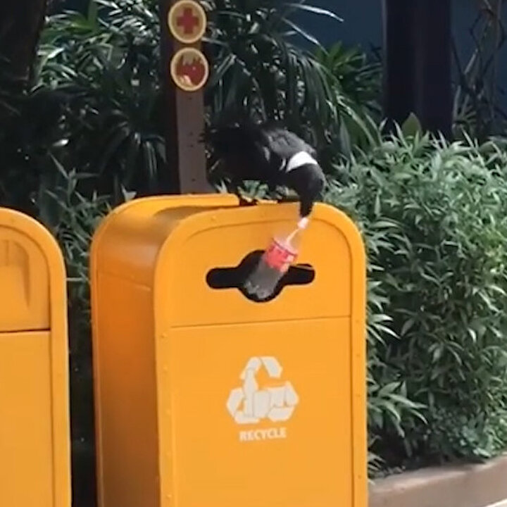 Plastik şişeleri toplayıp çöpe atan karga