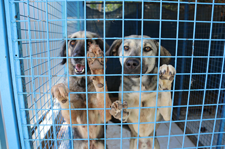 4 Ekim Hayvanları Koruma Günü olarak kutlanırken, bazı yazlıkçıların tatil bitiminde, besledikleri köpekleri sokağa bırakmaları tepki çekiyor.