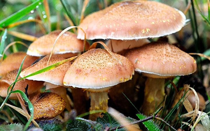 Mantarların zehirli olup olmadığını şekilleri ve renklerine göre ayırt etmek mümkün değil
