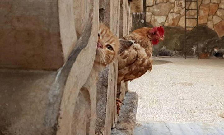 Kedilerle yaşadığı için kedi gibi davranmaya başlayan yavru bir horoz.