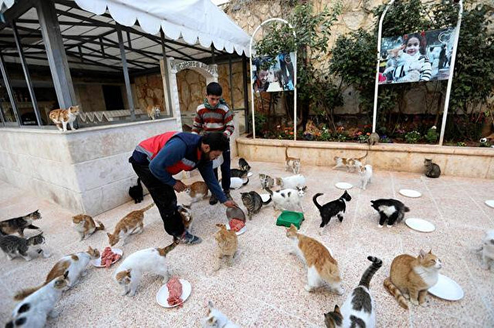 Barınakta yaşayan kedilerin öğle yemeği.