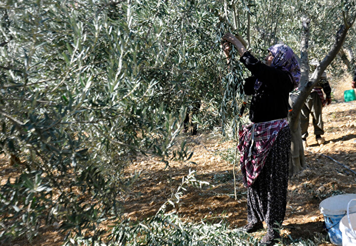 Konya'daki zeytin bahçesinde çalışan bir çiftçi.