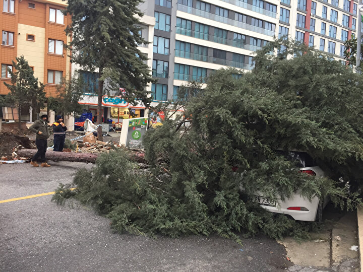 Ümraniye'de ağaç park halindeki otomobilin üstüne devrildi