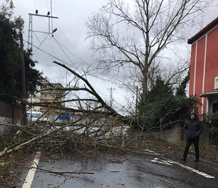 Çatalca'da yola devrilen ağaç