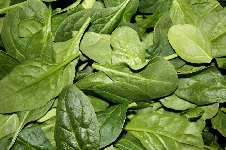 Ispanak pişirildiğinde ve tekrar tekrar ısıtıldığında içerisindeki vitamin ve mineral değerleri azaldığı için çiğ tüketilmeli veya buharda pişirilmelidir.