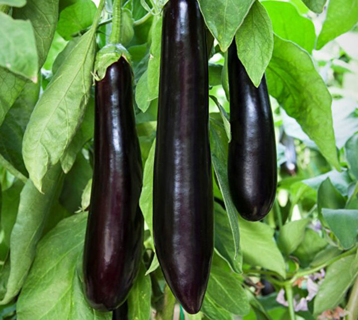 Patlıcan, bilimsel adıyla Solanum melongena, Solanaceae familyasına ait olup, ılık iklimlerde tek yıllık, tropik iklimlerde ise küçük bir ağaç şeklinde büyüyen çok yıllık bir kültür bitkisidir