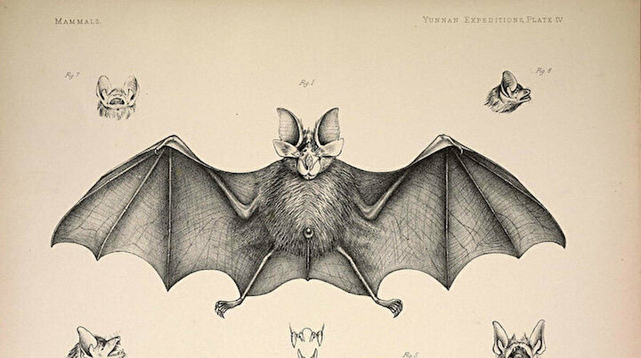 gorunmez in yarasasi