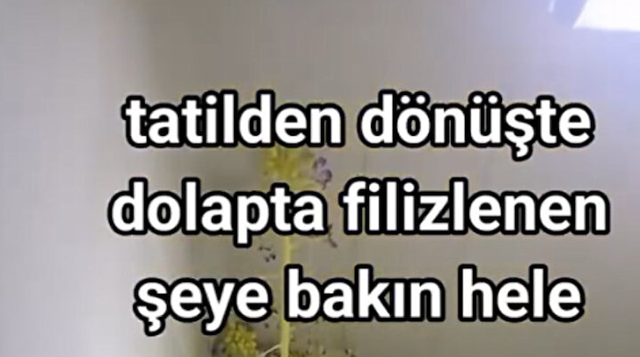 Ağaç olmuş seneye meyve verir 😅