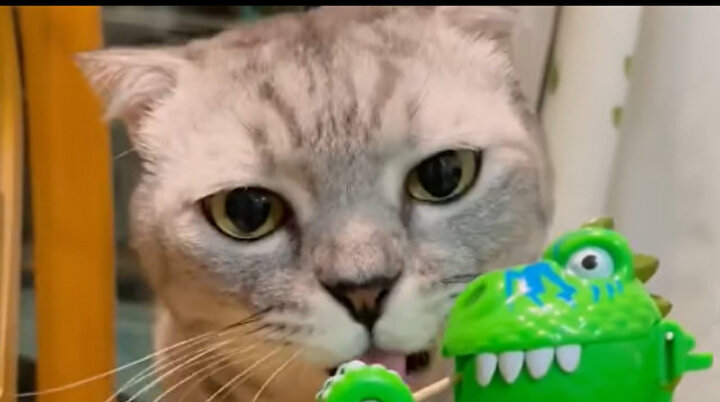 Kedinin yerine biz sinirlendik 😅