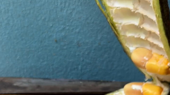 Ne olduğunu bilen var mı?