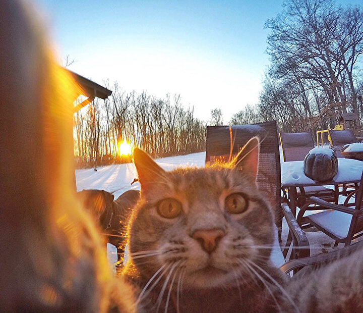 Selfie çeken kedi ve çetesi | Aktüel Haberleri