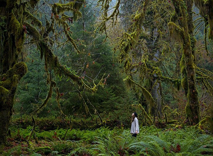 Olympic National Park'ta çekilmiş bir fotoğraf