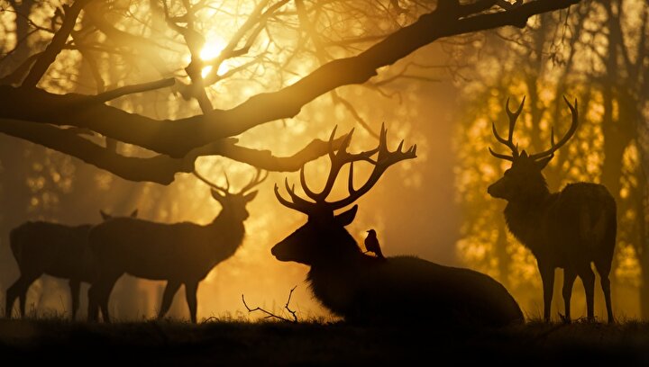 Londra'da Bushy Park'tan gündoğumu