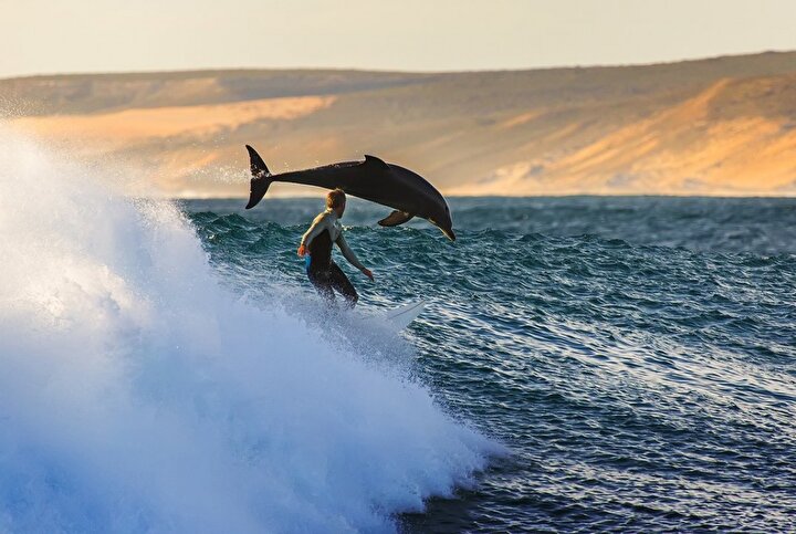 Kalbarri/Australia'da yunuslar ile surf yapmak
