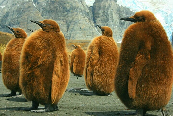 Güney Gürcistan'da Kral Penguenleri