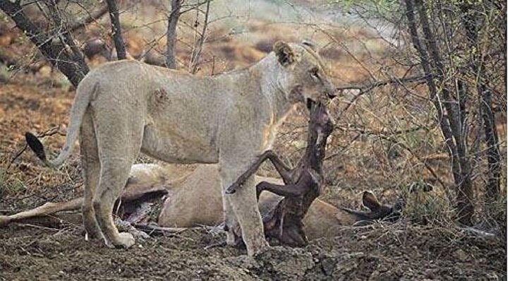 cicişlerin rezalet görüntüleri sahilde fotoğraf çekme teknikleri