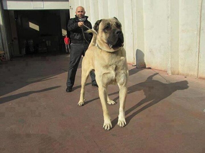 Kangal Süper Ligi adı altında köpek dövüşü vahşeti
