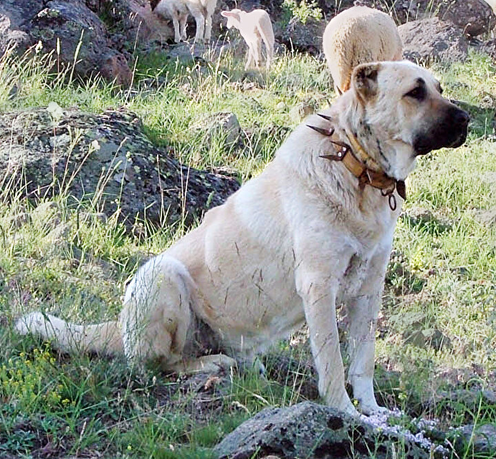 Kangal Süper Ligi adı altında köpek dövüşü vahşeti