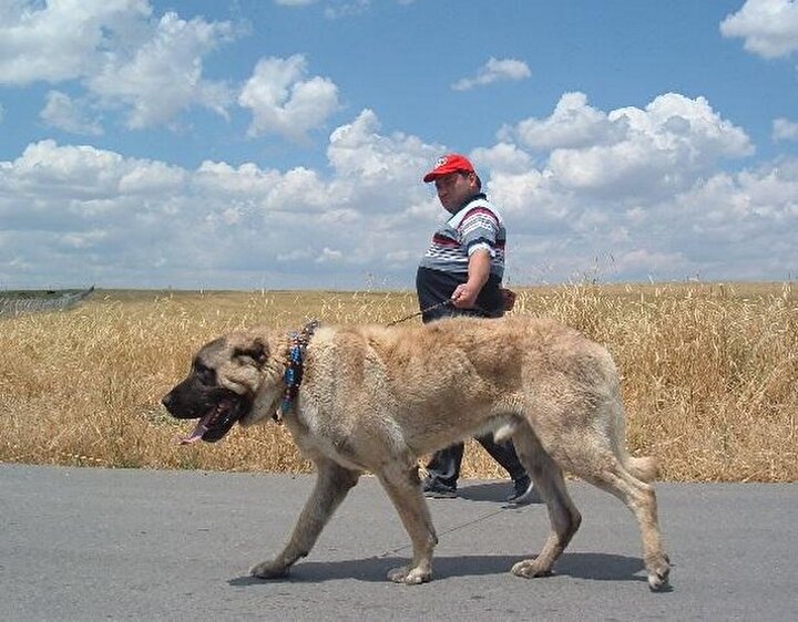Kangal Süper Ligi adı altında köpek dövüşü vahşeti