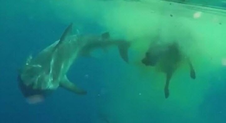 Bu Insanlar Acimasiz Kopek Baliklari Tarafindan Olduruldu