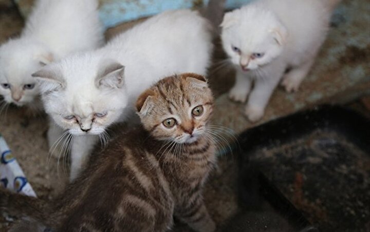Pet shoplarda hayvan ticareti yasal mıdır?