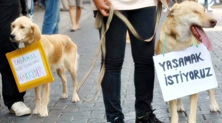 Hayvanlara dair mevcut yasada neler var?