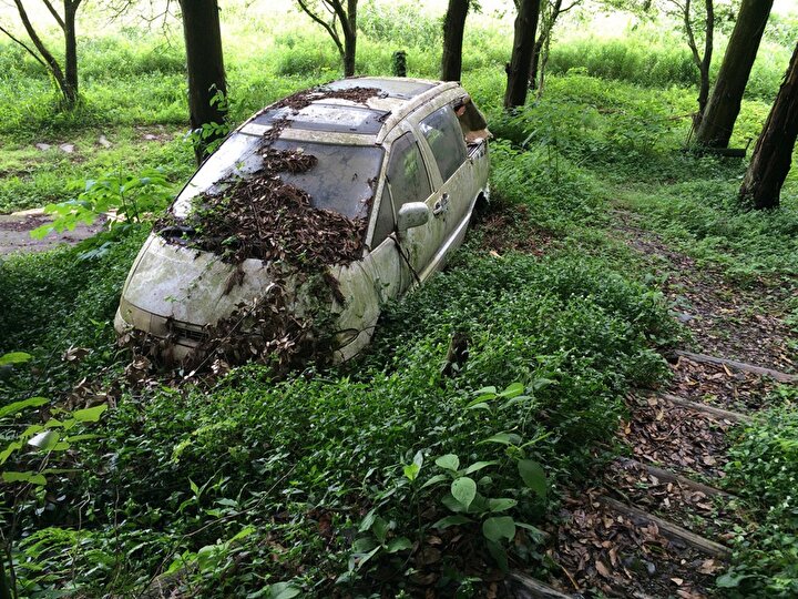 Лес Аокигахара Дзюкай в Японии