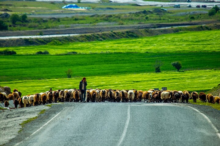 yeniSafak