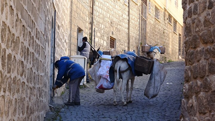 Mardin'in 'kadrolu eşekleri' iş başında: 8-10 yıllık çalışmalarının  ardından 'emekliliğe' ayrılıyor