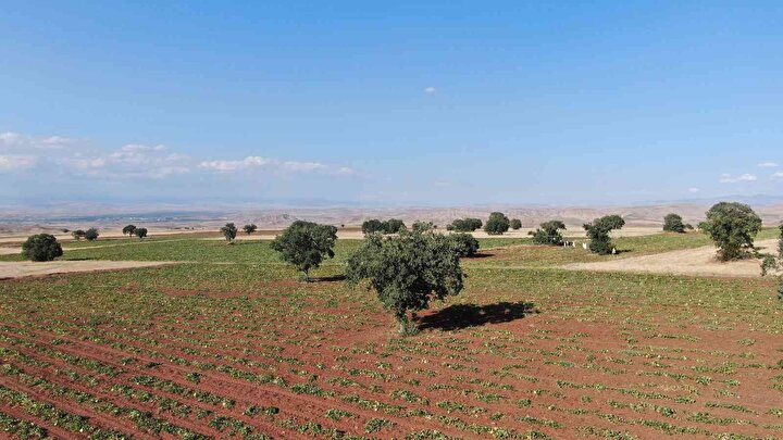yeniSafak