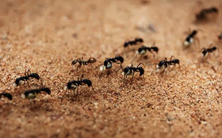 Karıncalar neyle beslenir? Dünyada kaç tane karınca var? Karıncaların ...